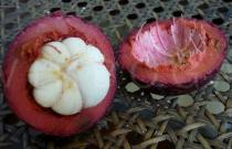 Garcinia mangostana - Fruit in cross-section - Click to enlarge!
