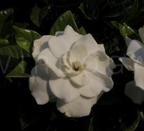 Gardenia jasminoides - Flower - Click to enlarge!