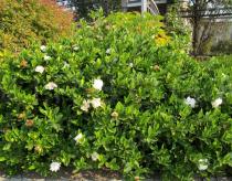 Gardenia jasminoides - Habit - Click to enlarge!