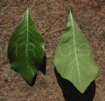 Gardenia ternifolia - Upper and lower surface of leaf - Click to enlarge!