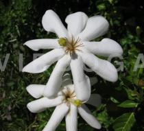 Gardenia thunbergia - Flower - Click to enlarge!