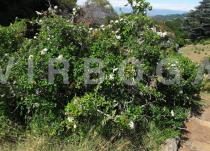 Gardenia thunbergia - Habit - Click to enlarge!