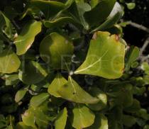 Gardenia volkensii - Foliage - Click to enlarge!