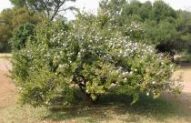 Gardenia volkensii - Habit - Click to enlarge!