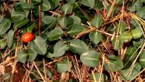 Gaultheria procumbens - Fruit - Click to enlarge!