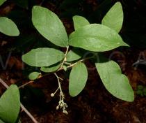 Gaylussacia frondosa - Leaf - Click to enlarge!