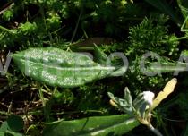 Gazania rigens - Upper surface of leaf - Click to enlarge!