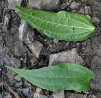 Gentiana asclepiadea - Upper and lower surface of leaves - Click to enlarge!