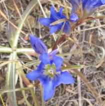 Gentiana decumbens - Flower - Click to enlarge!