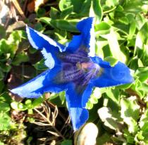 Gentiana dinarica - Flower - Click to enlarge!