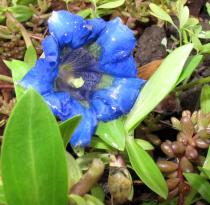 Gentiana dinarica - Flower - Click to enlarge!