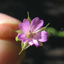 Geranium columbinum - Flower - Click to enlarge!