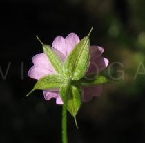 Geranium columbinum - Lower side of flower - Click to enlarge!