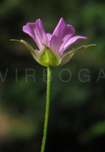 Geranium columbinum - Flower side view - Click to enlarge!