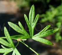 Geranium columbinum - Upper leaf surface - Click to enlarge!