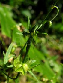 Geranium columbinum - Ripening fruit - Click to enlarge!