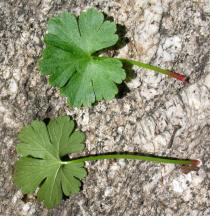 Geranium lucidum - Upper and lower surface of leaf - Click to enlarge!