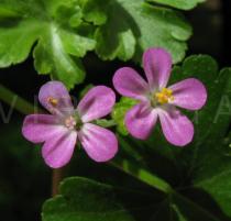 Geranium lucidum - Flowers - Click to enlarge!