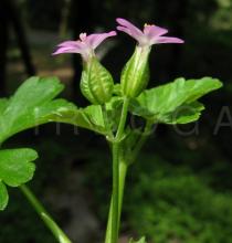 Geranium lucidum - Flowers, side view - Click to enlarge!