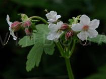 Geranium macrorrhizum - Flowers - Click to enlarge!
