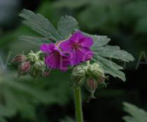 Geranium macrorrhizum - Flowers - Click to enlarge!