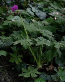 Geranium macrorrhizum - Flowering plant - Click to enlarge!