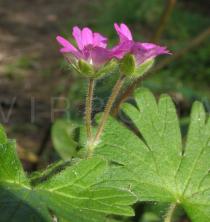 Geranium molle - Flower side view - Click to enlarge!