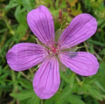 Geranium palustre - Flower - Click to enlarge!