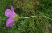 Geranium palustre - Flower, side view - Click to enlarge!