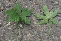 Geranium palustre - Upper and lower surface of leaf - Click to enlarge!