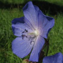 Geranium pratense - Flower - Click to enlarge!