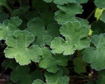 Geranium renardii - Foliage - Click to enlarge!