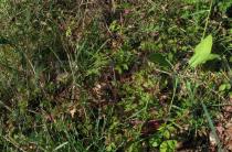 Geranium robertianum - Habit - Click to enlarge!