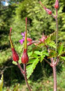 Geranium robertianum - Ripening fruits - Click to enlarge!
