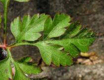 Geranium robertianum - Close-up of leaflet - Click to enlarge!
