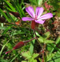 Geranium robertianum - Flower, side view - Click to enlarge!