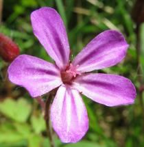 Geranium robertianum - Flower - Click to enlarge!