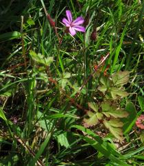 Geranium robertianum - Habit - Click to enlarge!