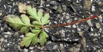 Geranium robertianum - Lower surface of leaf - Click to enlarge!