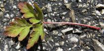 Geranium robertianum - Upper surface of leaf - Click to enlarge!