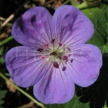 Geranium wallichianum - Flower - Click to enlarge!