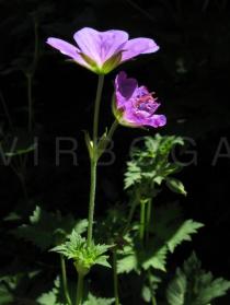 Geranium wallichianum - Flower, side view - Click to enlarge!