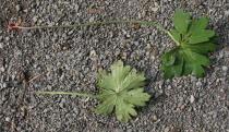 Geranium wlassovianum - Upper and lower surface of leaf - Click to enlarge!