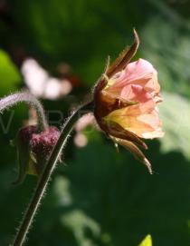 Geum rivale - Flower, side view - Click to enlarge!