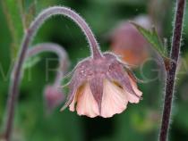 Geum rivale - Flower articluation - Click to enlarge!