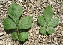 Geum urbanum - Upper and lower surface of leaves - Click to enlarge!