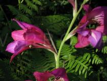 Gladiolus illyricus - Flower, side view - Click to enlarge!