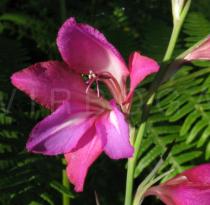 Gladiolus illyricus - Flower - Click to enlarge!