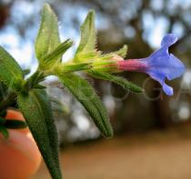 Glandora prostrata - Flower side view - Click to enlarge!
