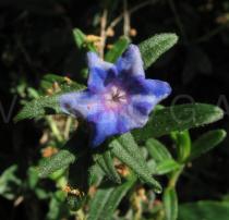 Glandora prostrata - Flower - Click to enlarge!